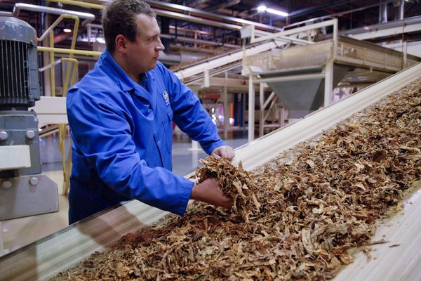 tobacco manufacturing - Harvest, Curing, Processing How cigarettes are made |